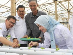 Panen Perdana Selada Hidroponik, Ratu Zakiyah jadikan BUMDes Cibojong Padarincang Pilot Project