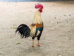 Miris Dibulan Ramadhan dan Tak Jauh Dari Rumah Ibadah Ada Kegiatan Sabung Ayam