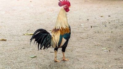 Miris Dibulan Ramadhan dan Tak Jauh Dari Rumah Ibadah Ada Kegiatan Sabung Ayam